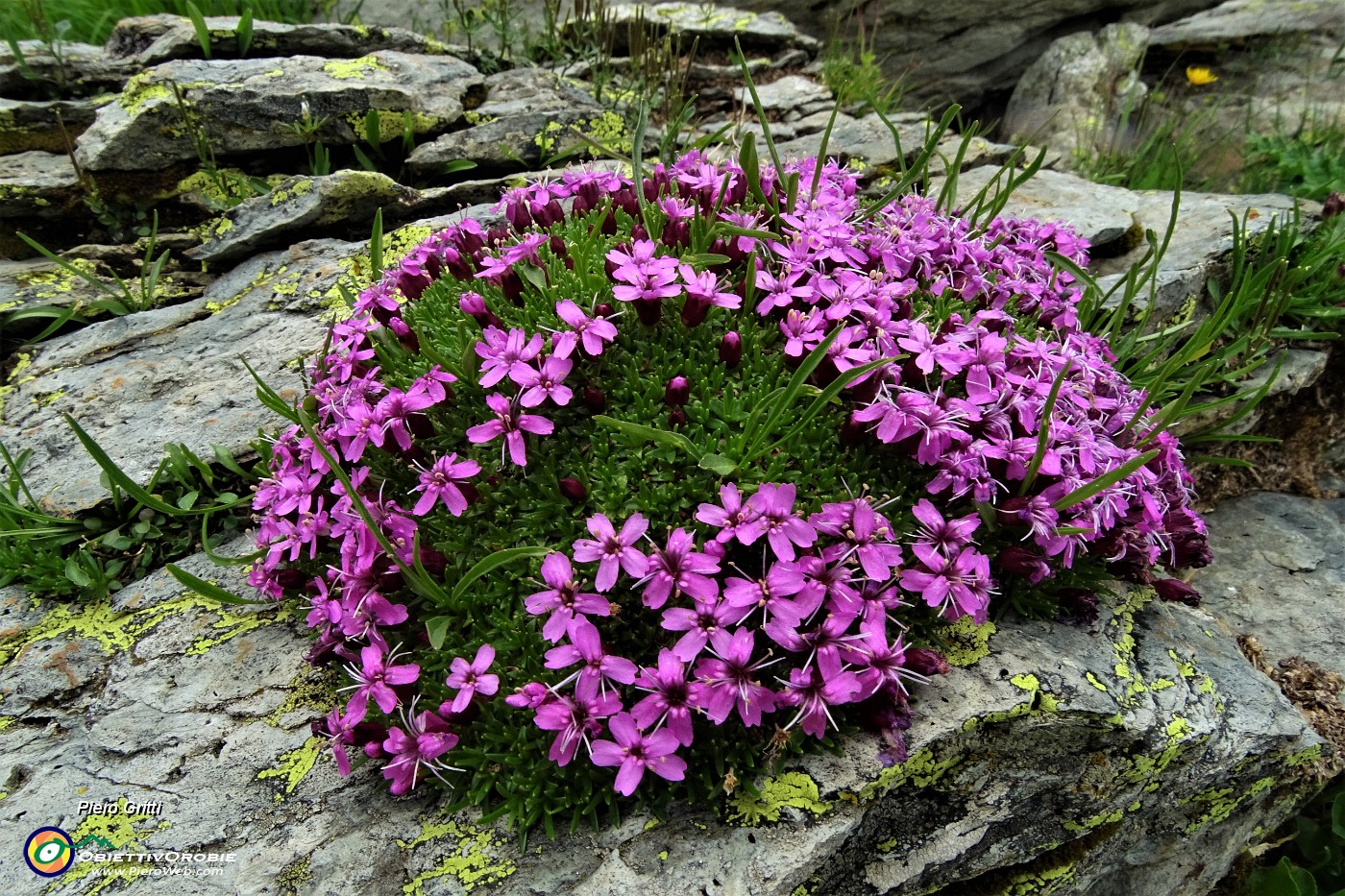 74  Silene a cuscinetto (Silene acaulis).JPG